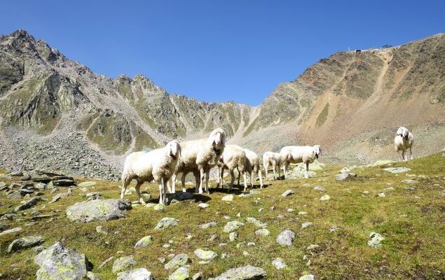 Bergsteiger - Chalet - Photo 38
